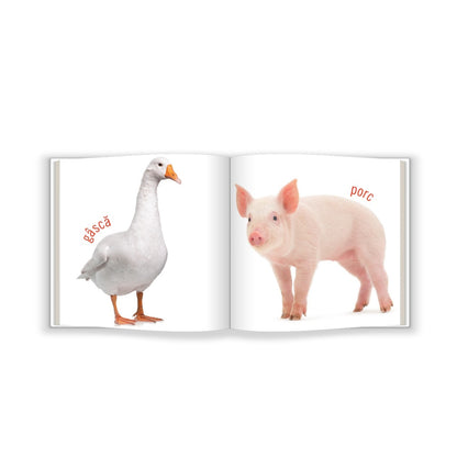 Prima mea carte despre Animale Domestice (Bebe Cunoaște)