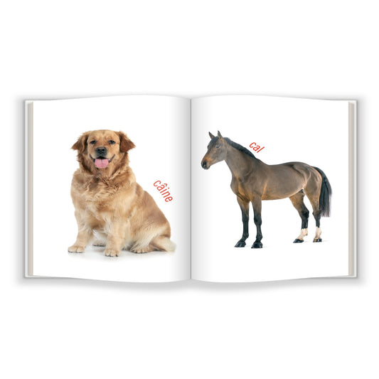 Prima mea carte despre Animale Domestice (Bebe Cunoaște)