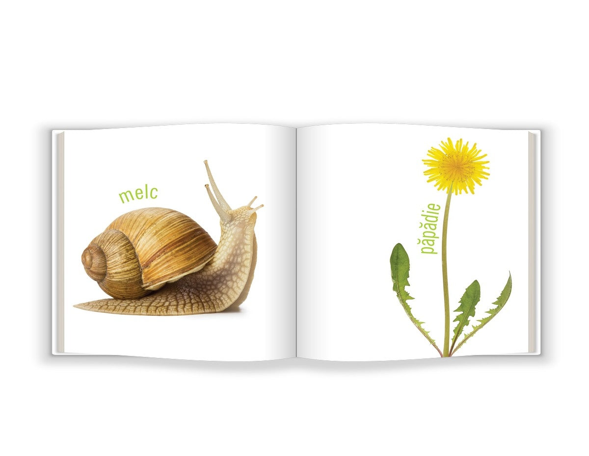 Descoperim Natura - Carte de Învățare Timpurie (Bebe Cunoaște)